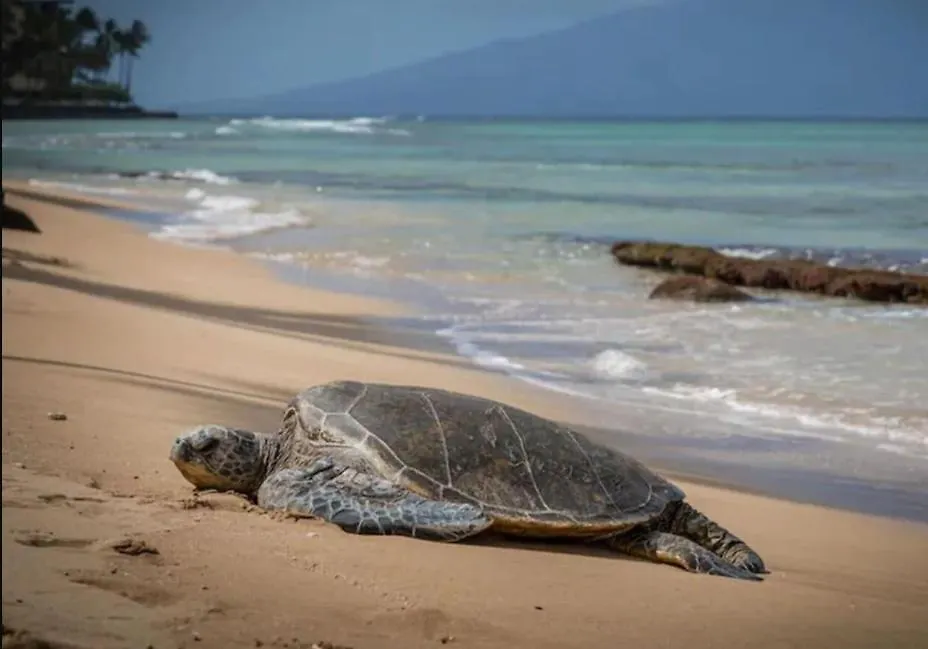 Kihei Gem! 3-min Walk To The & Shops ويليا