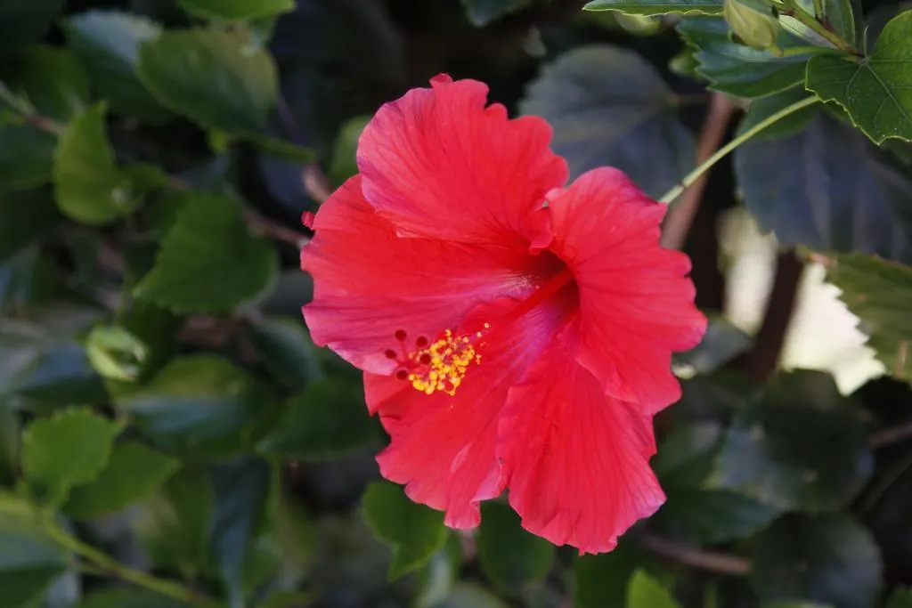 Kihei Akahi Lägenhetshotell Wailea (Maui)