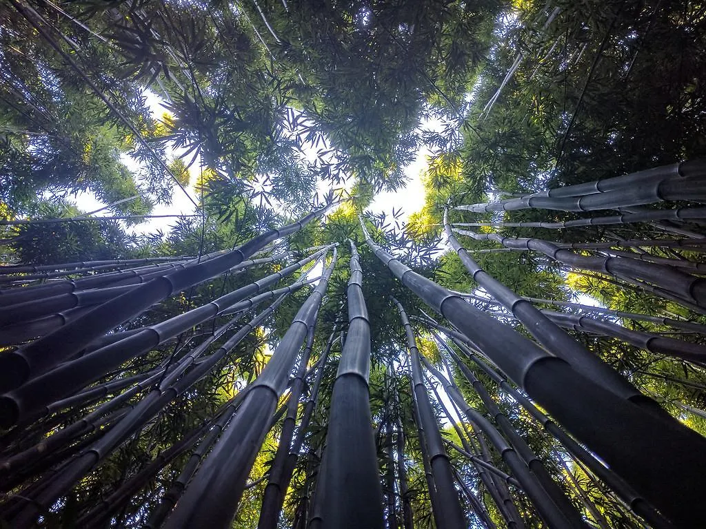 Kai Nani 公寓 基黑