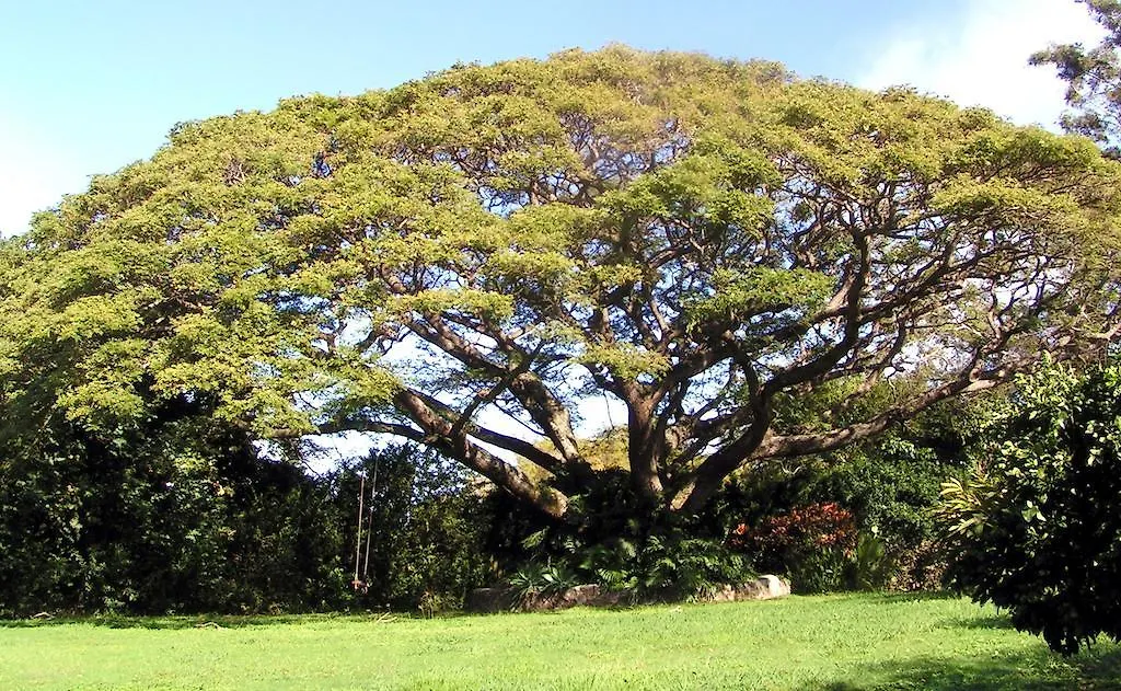 Banyan Tree Retreat Bed & Breakfast Makawao