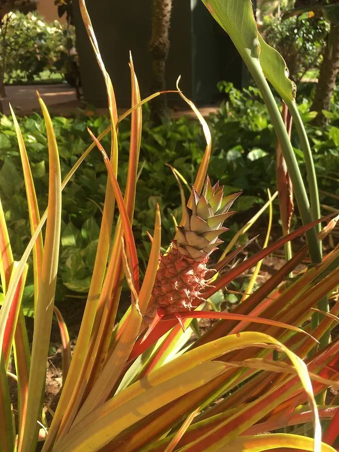 Maui-licious By The Διαμέρισμα Kihei