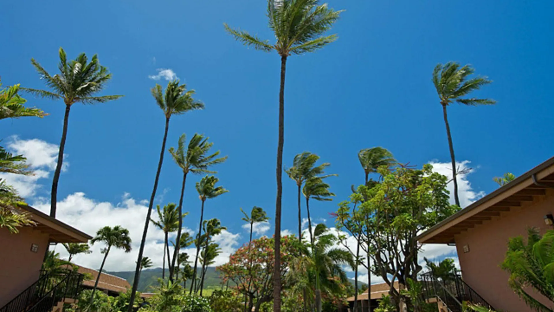 Maui Sands